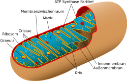 250px-diagram_of_a_human_mitochondrion_de.png